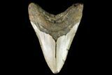 Fossil Megalodon Tooth - North Carolina #124391-2